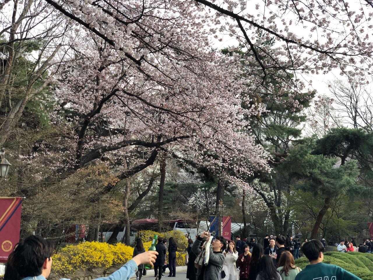 Take a walk on Kyung Hee campus with European architecture and cherry blossoms